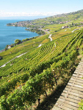 葡萄園在Lavaux；瑞士