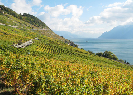 葡萄園在Lavaux；瑞士