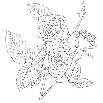 一束玫瑰花手繪圖