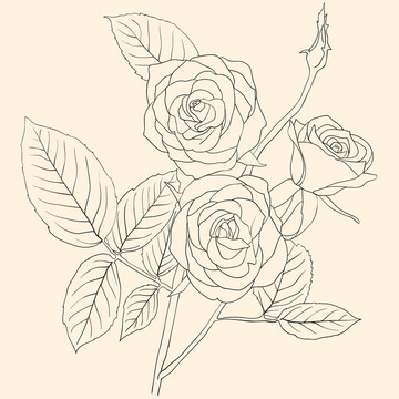一束玫瑰花手繪圖