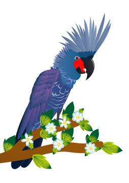鳳頭鸚鵡