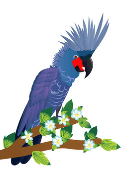 鳳頭鸚鵡