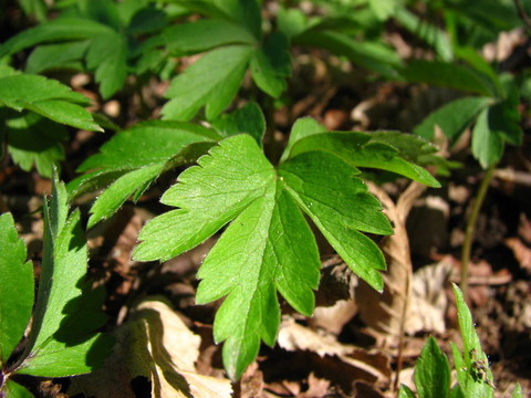森林小綠色植物