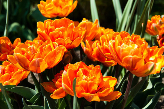 紅橙郁金香花園