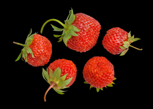 草莓草莓11