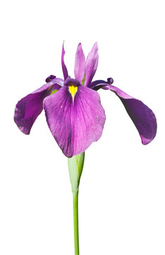 花的虹膜12