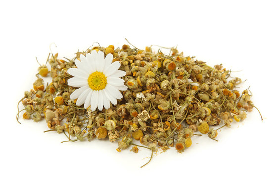 干燥的洋甘菊茶
