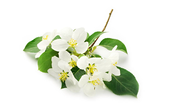白色的蘋果花