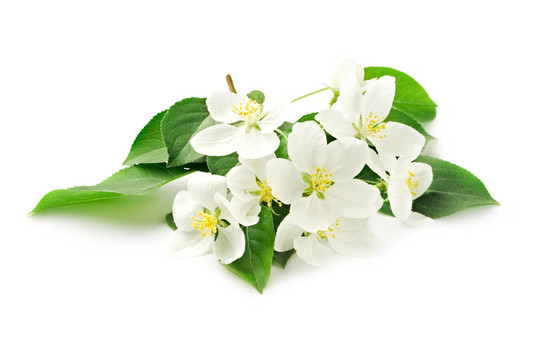 白色的蘋果花