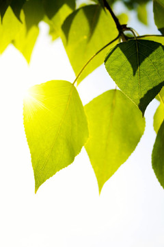 帶太陽(yáng)光的綠葉