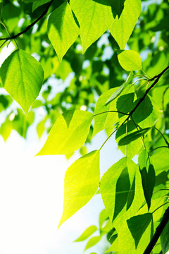 帶太陽(yáng)光的綠葉