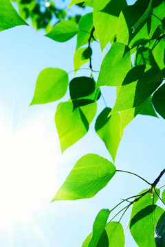 帶太陽(yáng)光的綠葉
