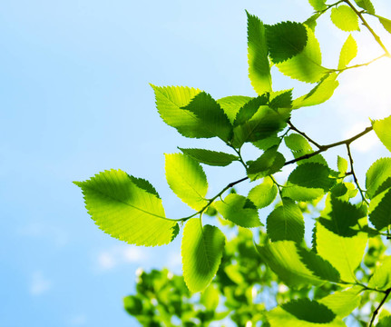 帶太陽(yáng)光的綠葉