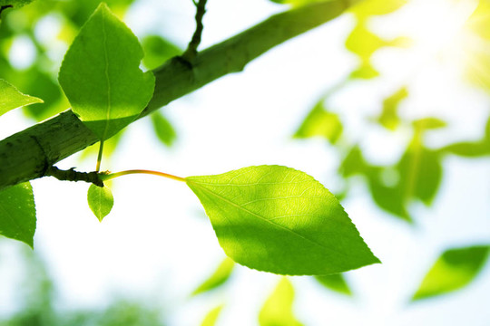 帶太陽(yáng)光的綠葉