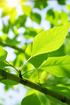 帶太陽(yáng)光的綠葉