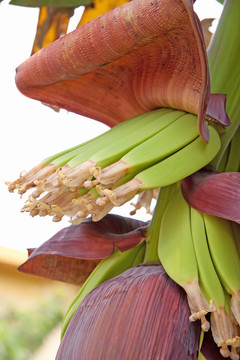 香蕉芽
