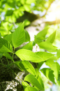 帶太陽(yáng)光的綠葉