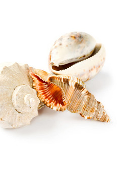 ？ockleshells孤立在白色背景