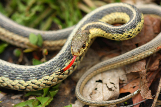常見的Garter Snake Thamnophis法