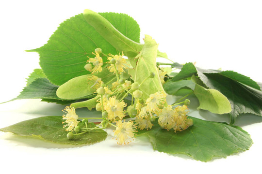 菩提樹花