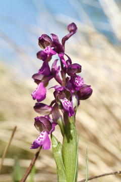 Orchis Morio的蘭花