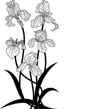 鳶尾花