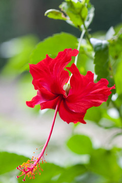 木槿花