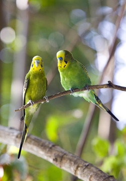 Budgerigars分公司