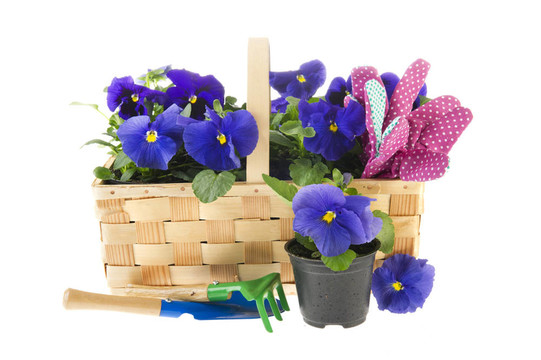 藍色堇型花花卉和園藝工具
