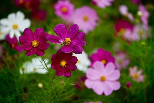 波斯菊