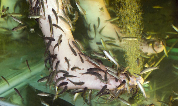 按摩魚(yú)
