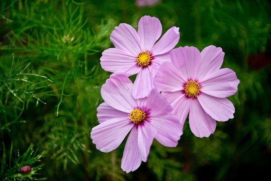 波斯菊