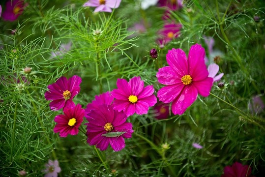 波斯菊