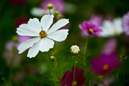 波斯菊