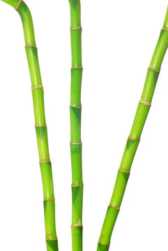綠色的竹子