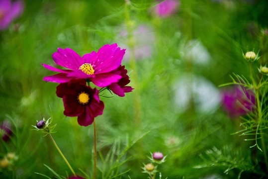 波斯菊
