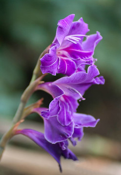 丁香花唐菖蒲