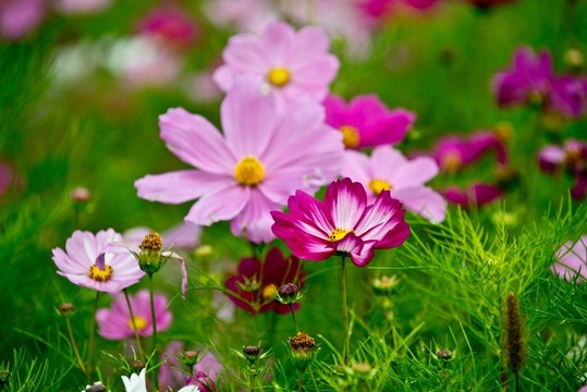 波斯菊