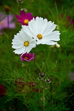 波斯菊