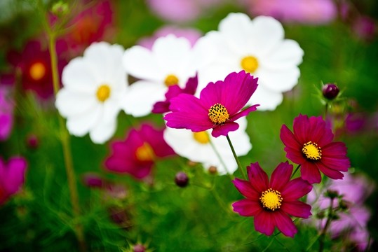波斯菊
