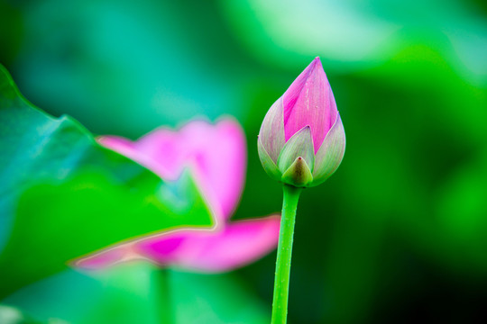 荷花特寫(xiě)