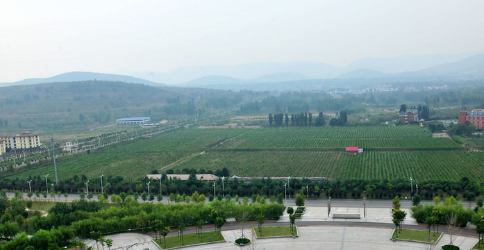 葡萄種植基地 葡萄酒產地