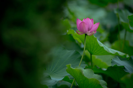 荷花