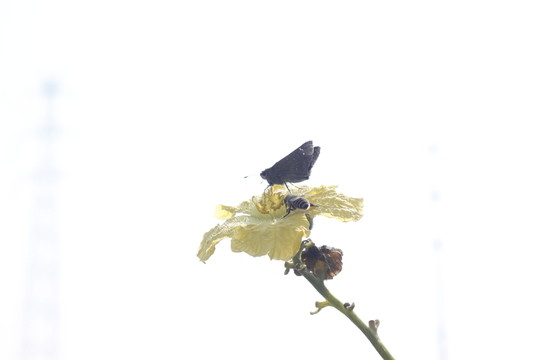 絲瓜花上停留的蜜蜂