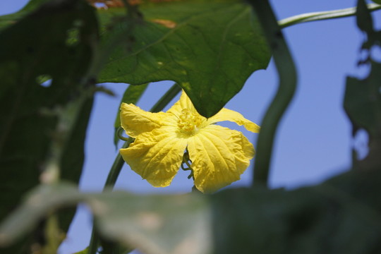絲瓜花上停留的蜜蜂
