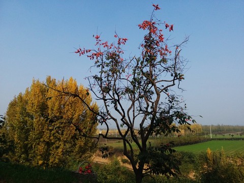 農(nóng)村柿子樹