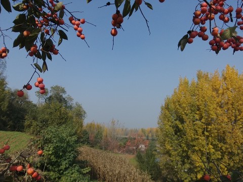 紅柿子樹