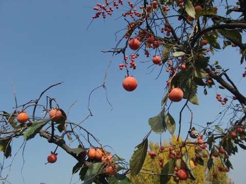 紅燈籠柿子
