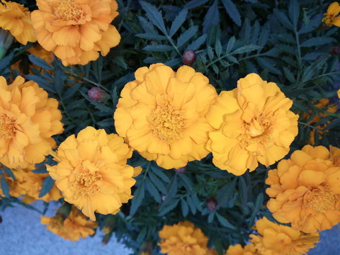 黃菊花