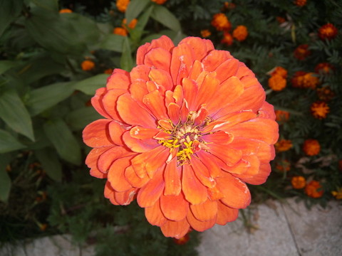 粉紅菊花特寫